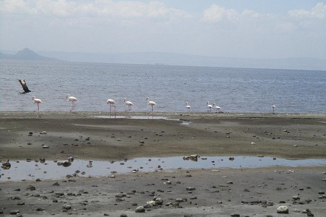 Arba Minch, Dorze Tribe, Konso, and Awasa Private 4 Days Tour from Addis Ababa - Day 4: Awassa fish market and two Rift Valley lakes
