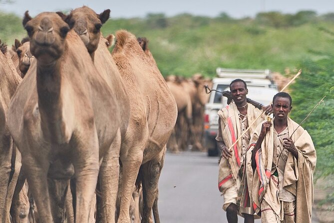 Awash National Park Tours - The evening game drive and wildlife prospects