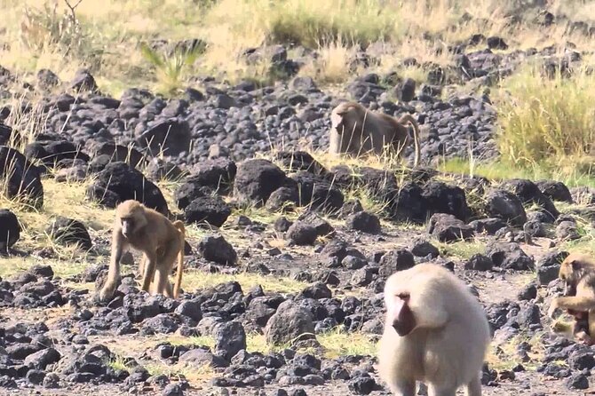 Awash National Park Tours - Is $400 per person good value?