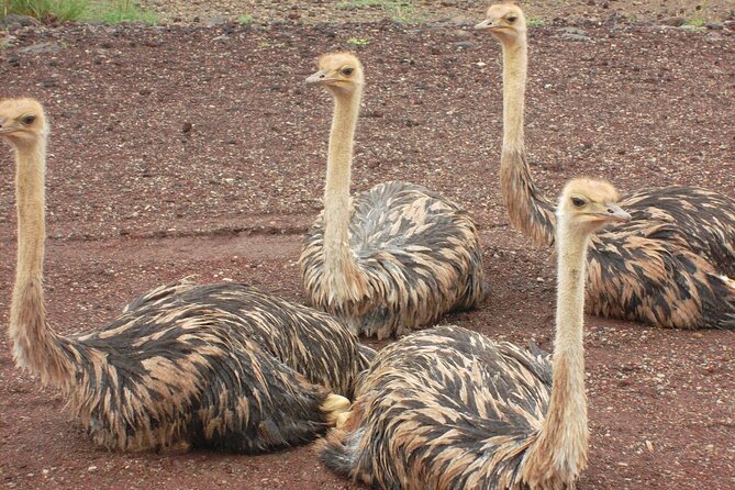 Awash National Park Tours - Accommodation, meals, and daily comfort