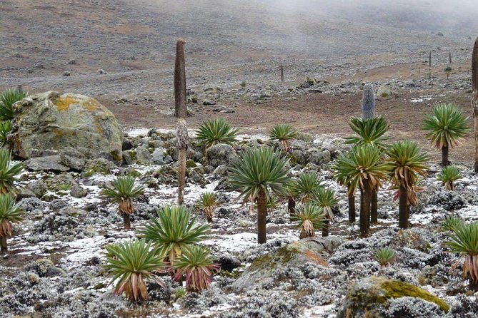 Bale Mountains National Park – 5 Day Tour - The long road south from Addis Ababa to Dinsho