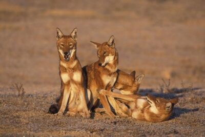 Bale Mountains National Park – 5 Day Tour