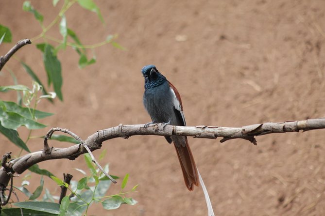 Day Hike Around Lalibela - Walking to Hudad Lodge