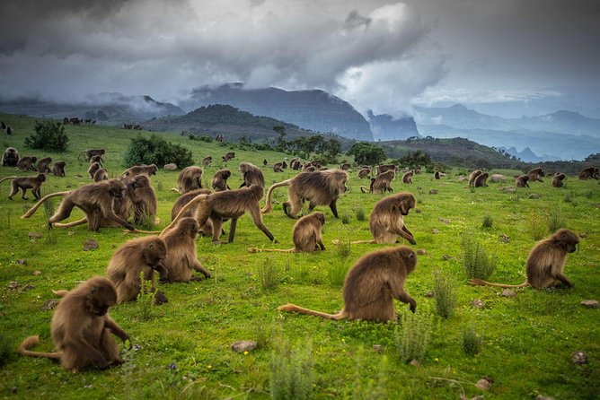Day trek to Simien Mountain - From Gonder to Debark at 8:30 a.m.