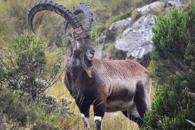 Day trek to Simien Mountain - Lunch, water, and the value of the $164 price