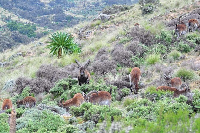 Day trek to Simien Mountain - Practical details that affect your day