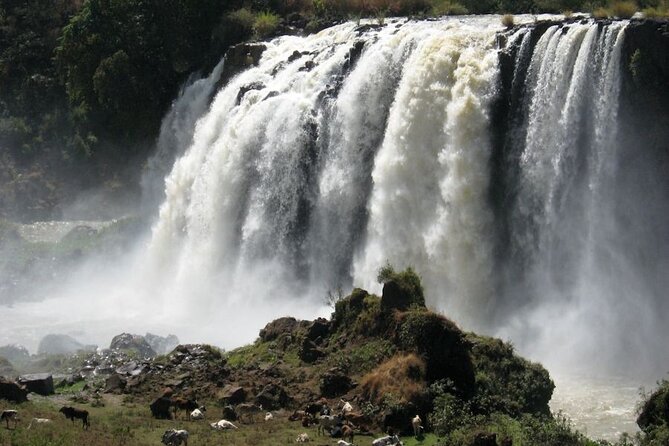 Day Trip Bahir Dar, Lake Tana and Blue Nile Falls Tours - Is $150 a fair price?