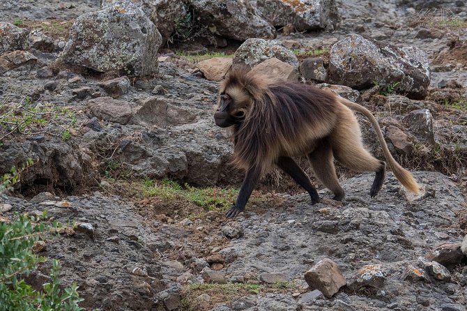 Day Trip From Addis Ababa See Historical Monastery,Stunning Nature,Animals,Birds - Why this makes a strong day outside Addis Ababa