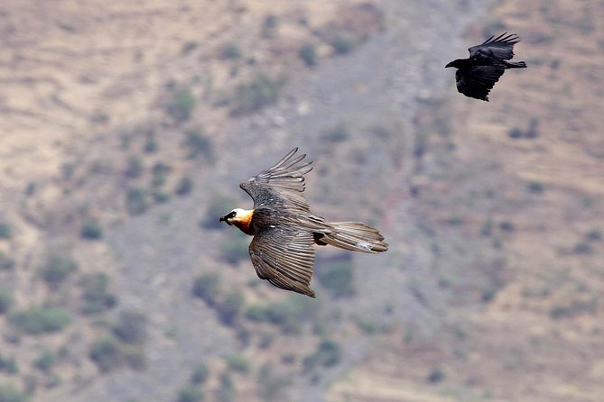 Day Trip From Addis Ababa See Historical Monastery,Stunning Nature,Animals,Birds - The road from Addis: useful, scenic, and sometimes tiring