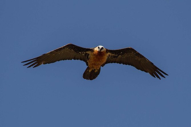 Day Trip From Addis Ababa See Historical Monastery,Stunning Nature,Animals,Birds - Should you book this Debre Libanos day trip?