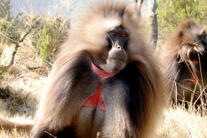 Day Trip From Addis Ababa To Debre Libanos & Blue Nile Gorge - Key points to know before you book