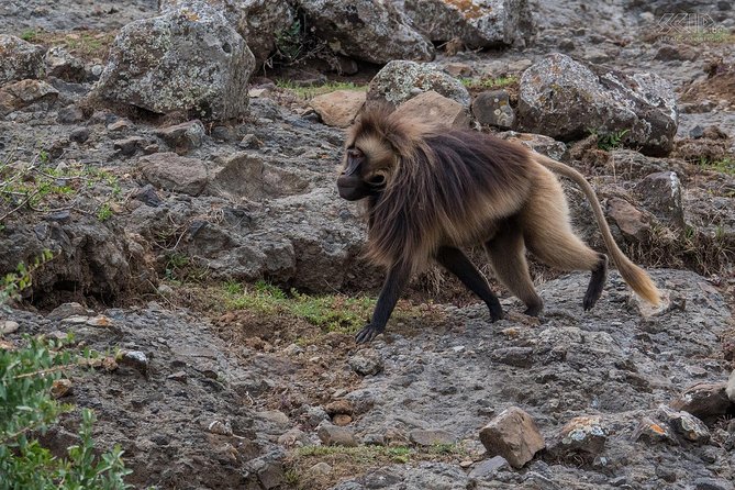 Day Trip From Addis Ababa To Debre Libanos & Blue Nile Gorge - Debre Libanos Monastery and Saint Tekle Haymanot