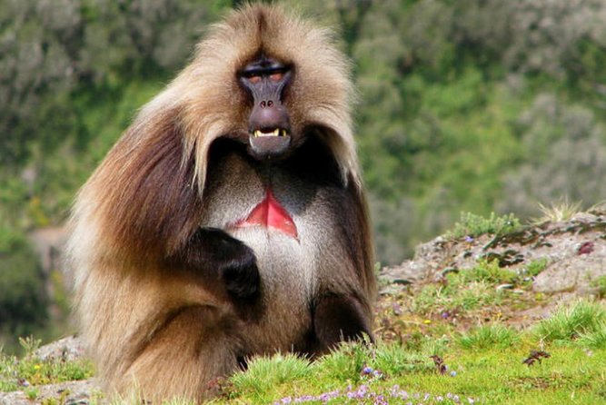 DAY TRIP TO Debre Libanos Monastery Cave Church Nature and Wildlife - What the private format changes