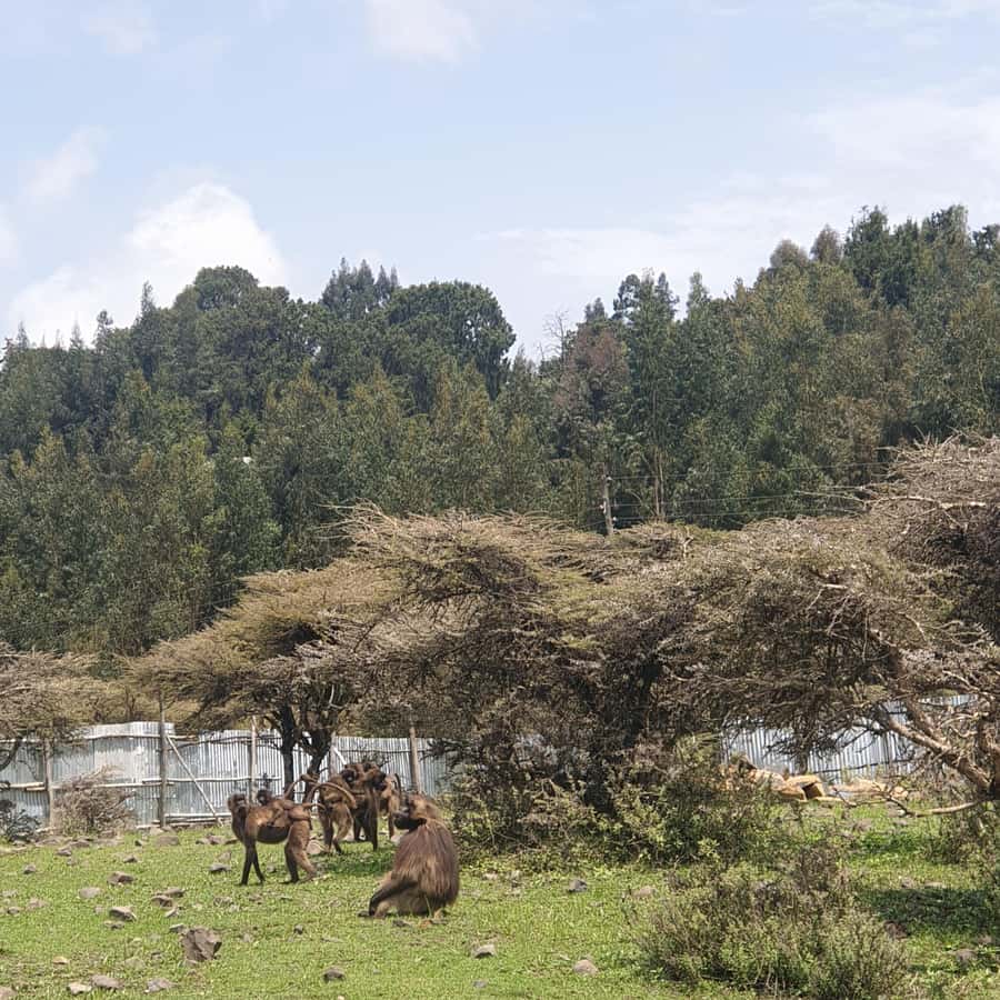 Day trip to Debre Libanose and Portuguese Bridge. - Key points to know before you book