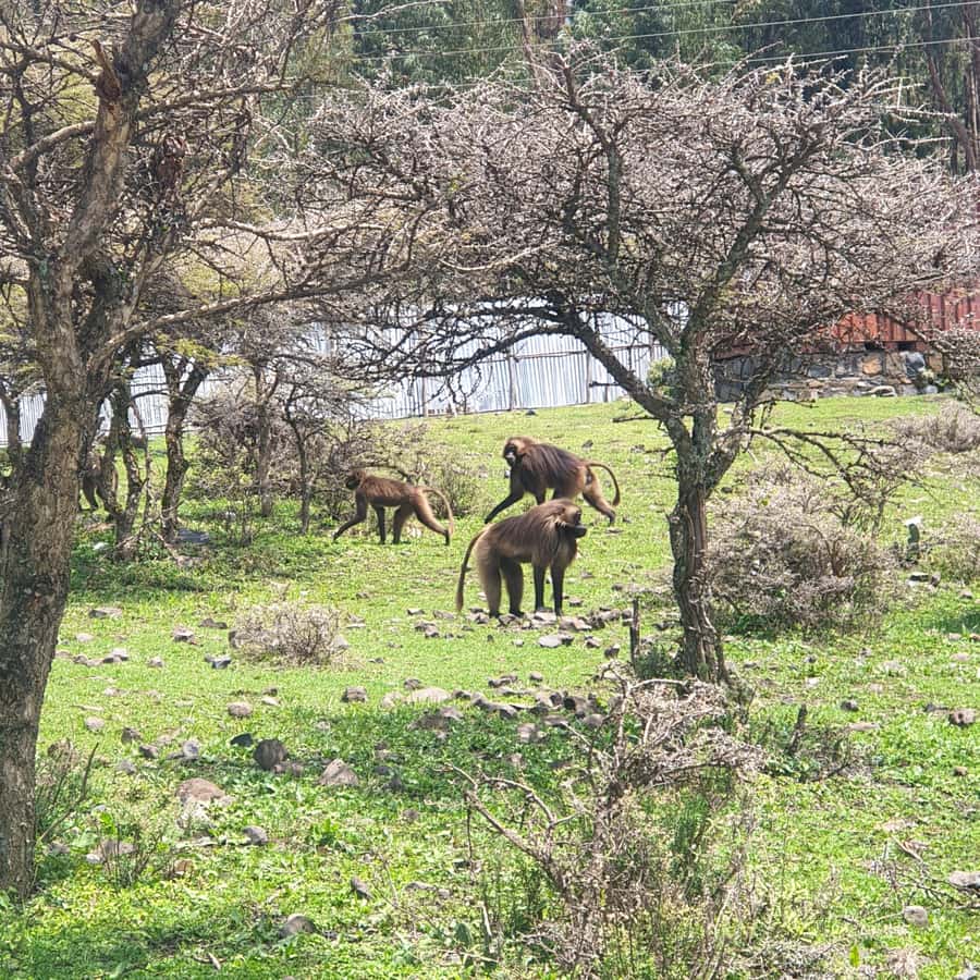 Day trip to Debre Libanose and Portuguese Bridge. - The cave of Saint Tekle Haimanot