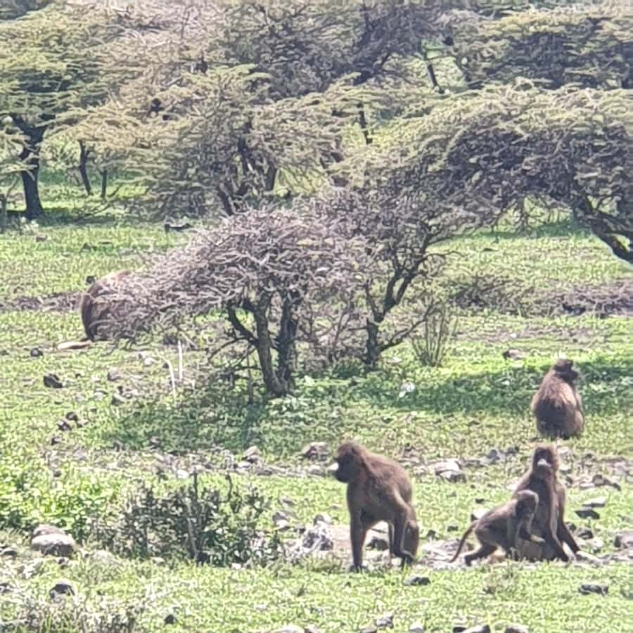 Day trip to Debre Libanose and Portuguese Bridge. - What you pay for at $131