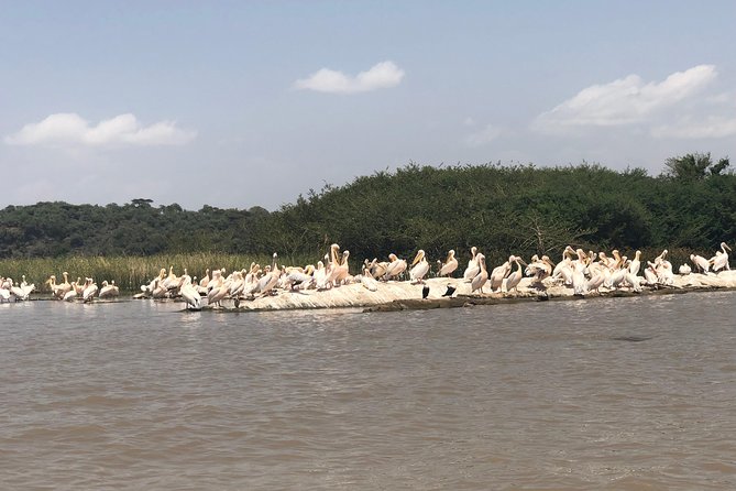 Day Trip To Lake Ziway - Bochessa Wetland Rewards Patient Bird-Watchers