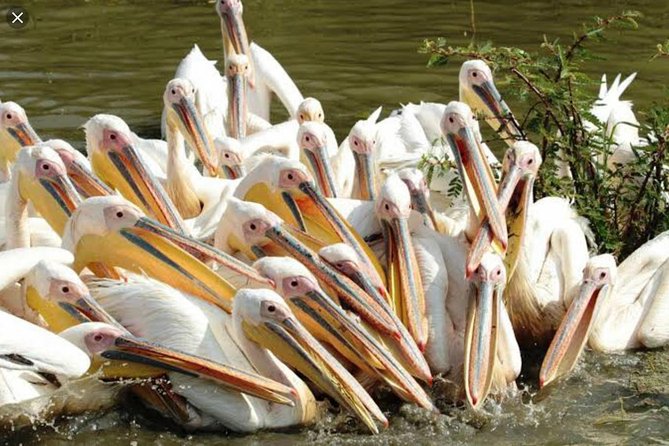 Day Trip To Lake Ziway - Who Will Enjoy This Lake Ziway Outing?