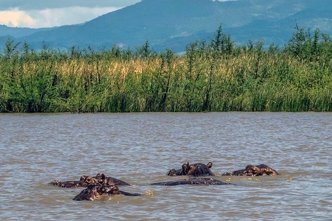 Day Trip To Lake Ziway - Gelila Island, Hippos, Birds, and St. Mary of Zion