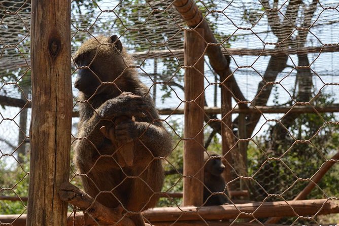Day Trip To Menagesha Suba Forest - From Addis Ababa to a protected highland forest