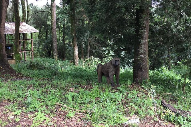 Day Trip To Menagesha Suba Forest - The walk, the trees, and the waterfall