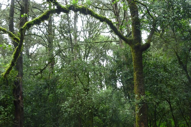Day Trip to Menagesha Suba Forest from Addis Ababa - Key Points Before You Book