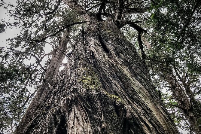 Day Trip to Menagesha Suba Forest from Addis Ababa - Walking Under Juniper and Erica Trees