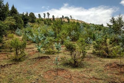 Day Trip to Menagesha Suba Forest from Addis Ababa