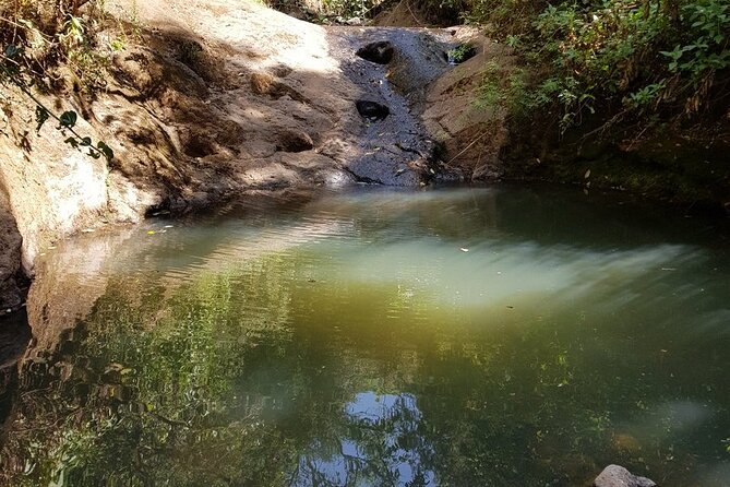 Day Trip to Menagesha Suba Forest from Addis Ababa - Bird Watching and the Chance of Bushbuck