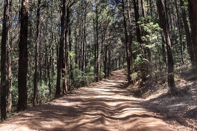 Day Trip to Menagesha Suba Forest from Addis Ababa - Lunch, Ethiopian Coffee, and Local Flavor