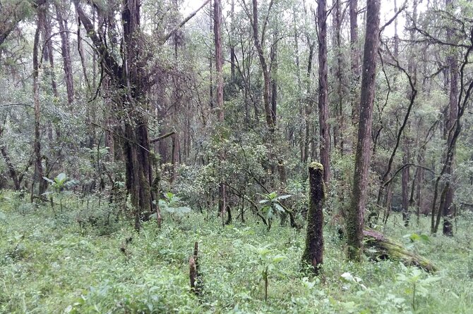 Day Trip to Menagesha Suba Forest from Addis Ababa - The Guide Can Shape the Whole Experience