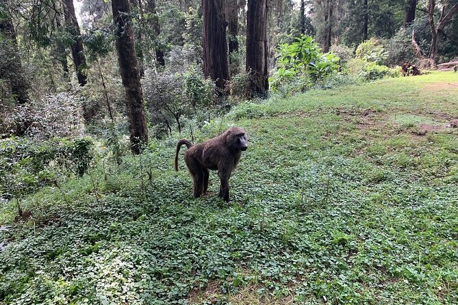 Day Trip to Menagesha Suba Forest from Addis Ababa - Is the $130 Price Fair?
