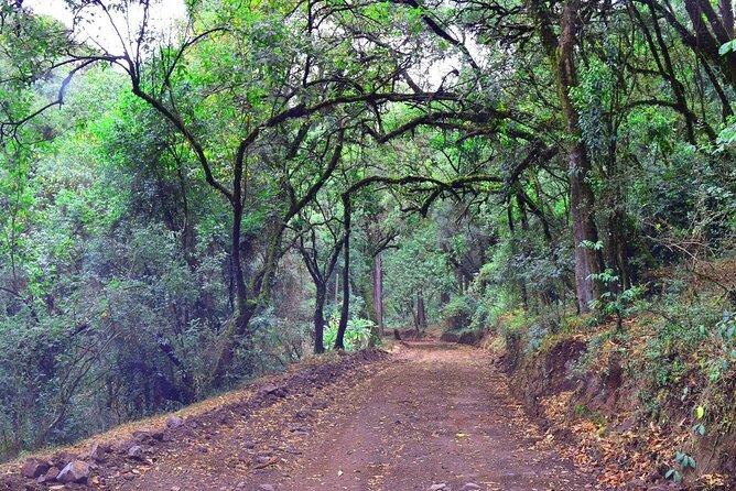 Day Trip to Menagesha Suba Forest from Addis Ababa - Timing, Pickup, and Airport Planning