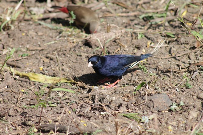Day Trip to Rock Hewn Churches of Lalibela - Bird Species and the Quieter Side of the Day