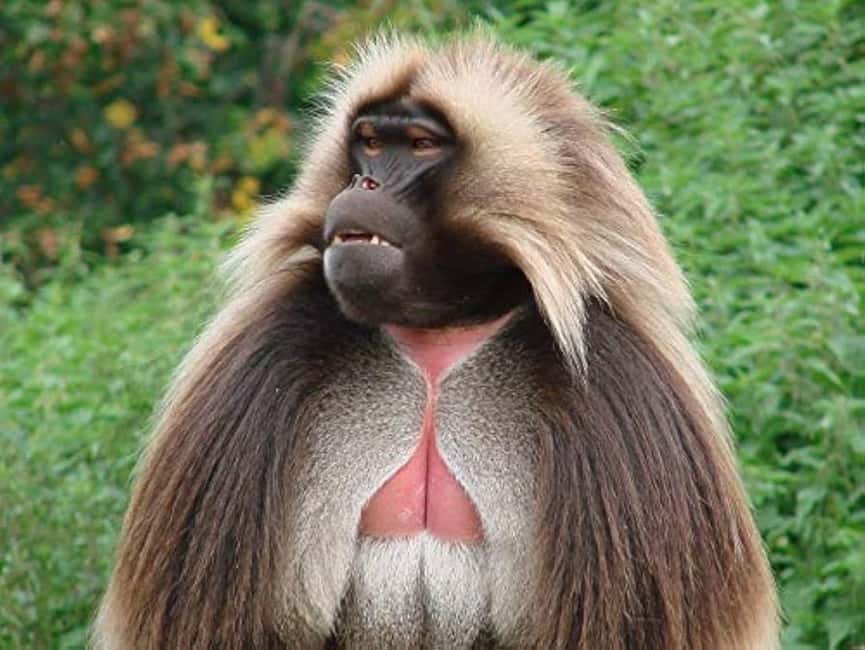 Day Trip To See Monastrys,Amazing landscapes & Animals - Portuguese Bridge and the search for Gelada monkeys