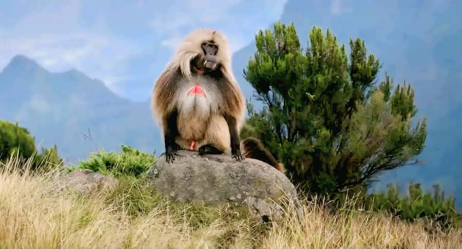 Debre Libanos Monastery & Scenic Portuguese Bridge Tour - What to bring for the highlands