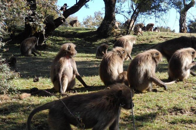 Drive to Portuguese Bridge (110km from Addis Ababa) - Watching for Gelada baboons near the falls