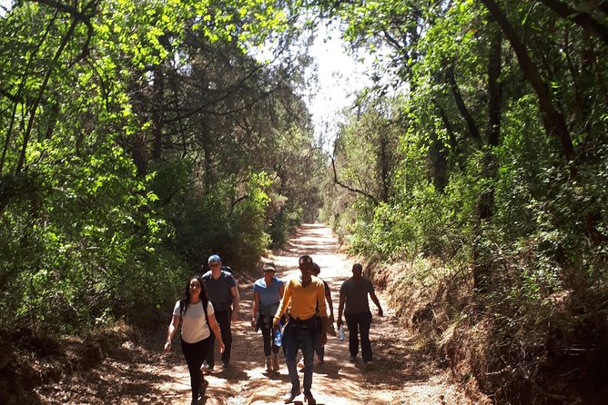 Escape from Addis to hike through beautiful Menagesha forest! - Planning your morning in practical terms