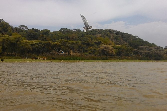 Explore the Ethiopian Rift Valley Lakes and the UNESCO Site of Steles of Tiya - Key Things to Know Before You Go