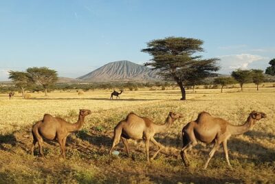 Explore the Ethiopian Rift Valley Lakes and the UNESCO Site of Steles of Tiya