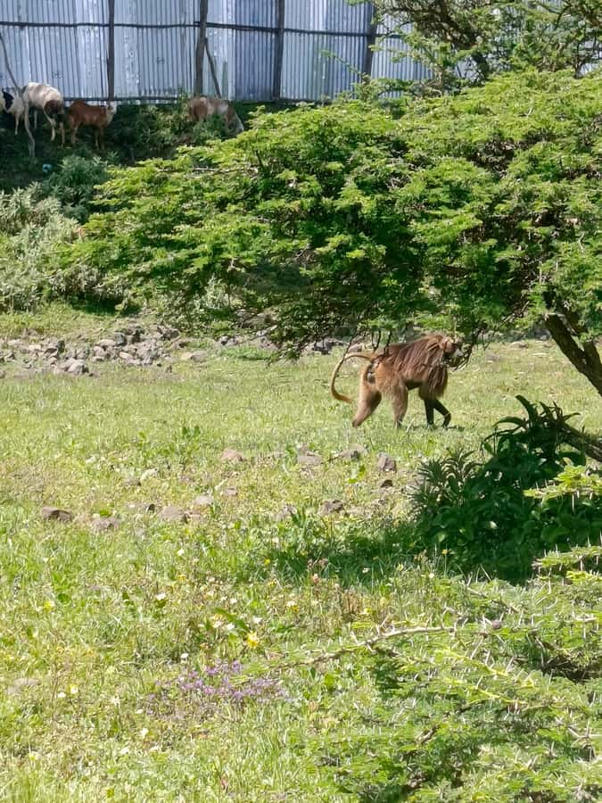 From Addis Ababa: Bisheftu Lake Side Tour - Leaving Addis for the Oromia Countryside