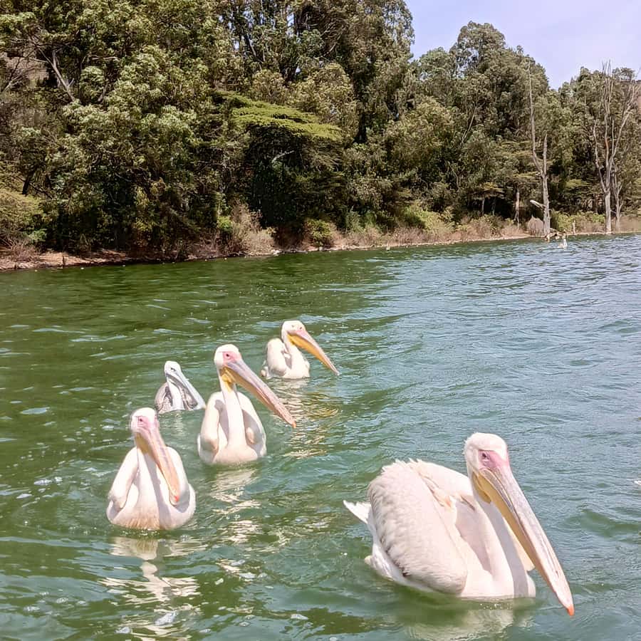 From Addis Ababa: Bisheftu Lake Side Tour - Lake Hora, the Town Center, and Bishoftu’s Volcanic Setting