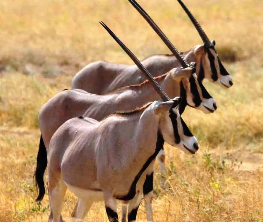 From Addis Ababa: Day Trip To Awash National Park - Why Awash National Park Works as a Day Trip
