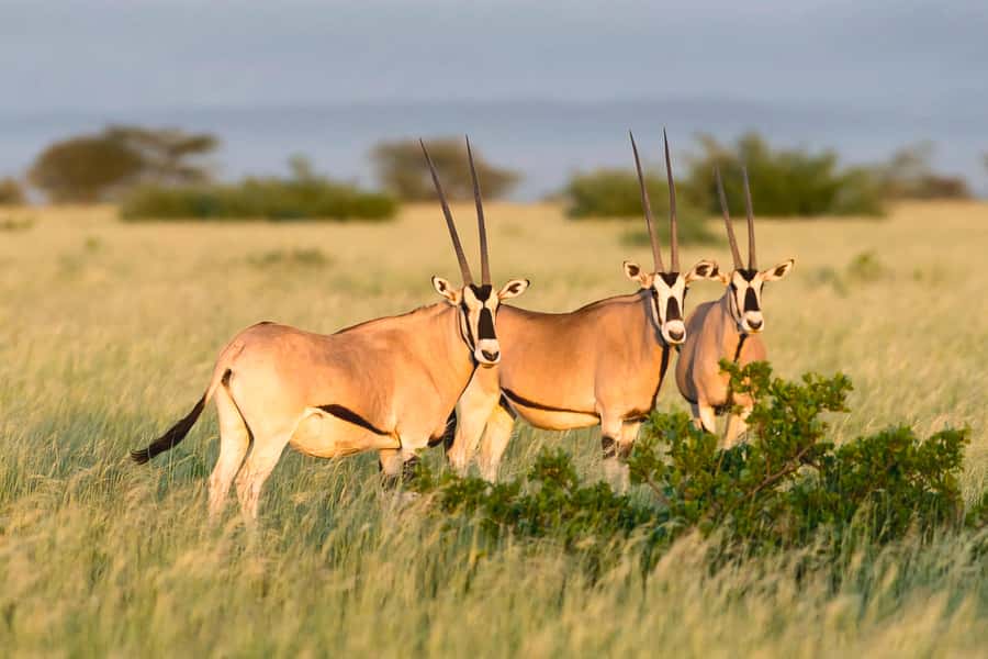 From Addis Ababa: Day Trip To Awash National Park - Game Drive Among Awash’s Lowland Animals