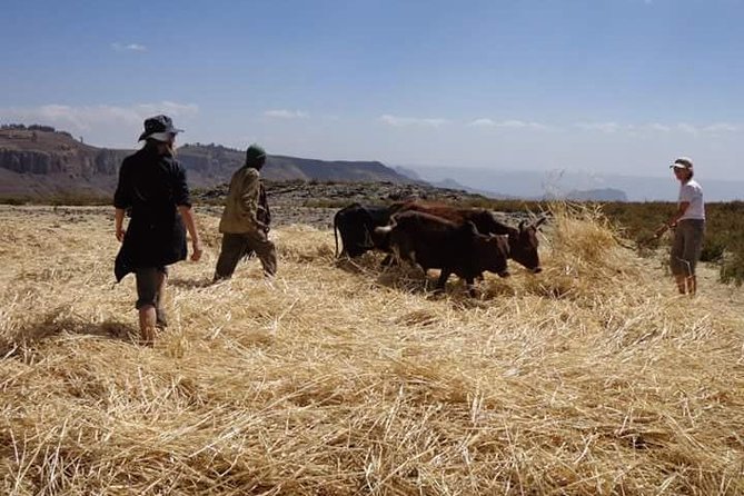 Lasta Mountains: Highland Eco Trekking Tour in Lalibela - Guide choice and communication