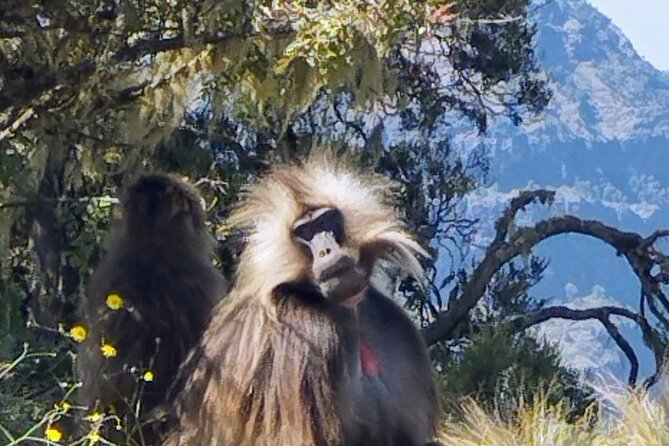 Monastic Marvels Exploring the beauty of Debre Libanos Monastery - Why Debre Libanos makes a good Addis Ababa day trip
