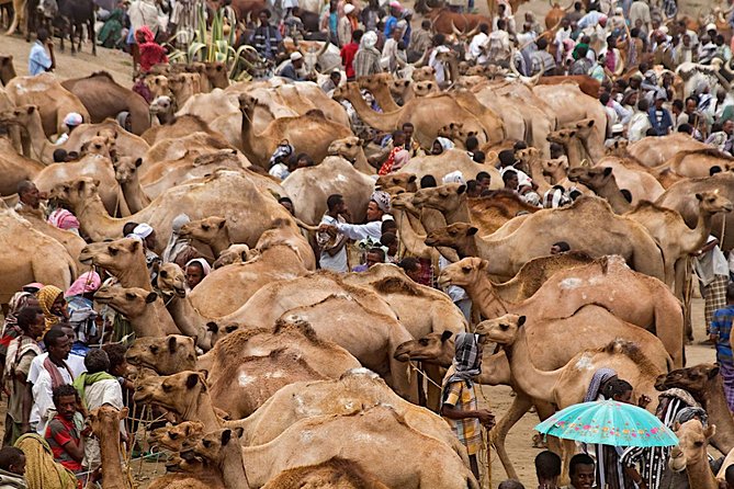 North Ethiopia Round Trip Tours From Addis Ababa - Key points to know before booking