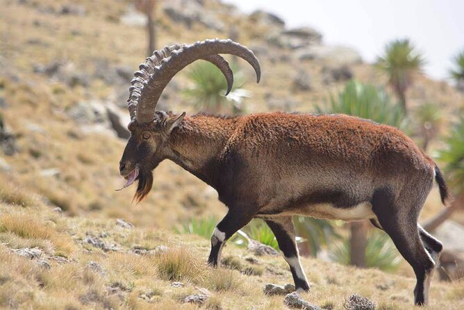 North Ethiopia Round Trip Tours From Addis Ababa - Why this northern Ethiopia route works