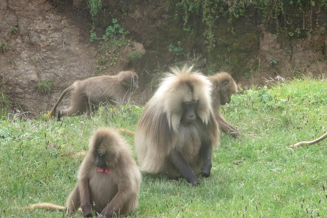 Northern Ethiopia & Trekking Simien Mountains , 10 Days - The Simien Mountains start at Debark and Sankabar