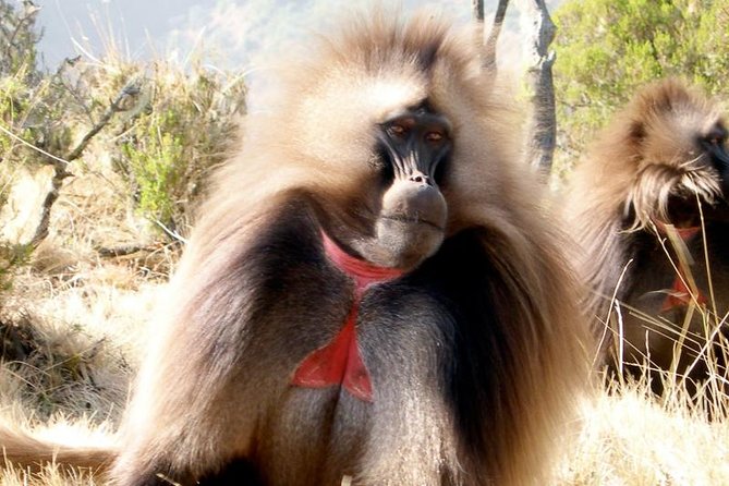 Private Day Trip to Debre Libanos Portuguese Bridge Galada Baboon - Lunch above the Jemma River Gorge